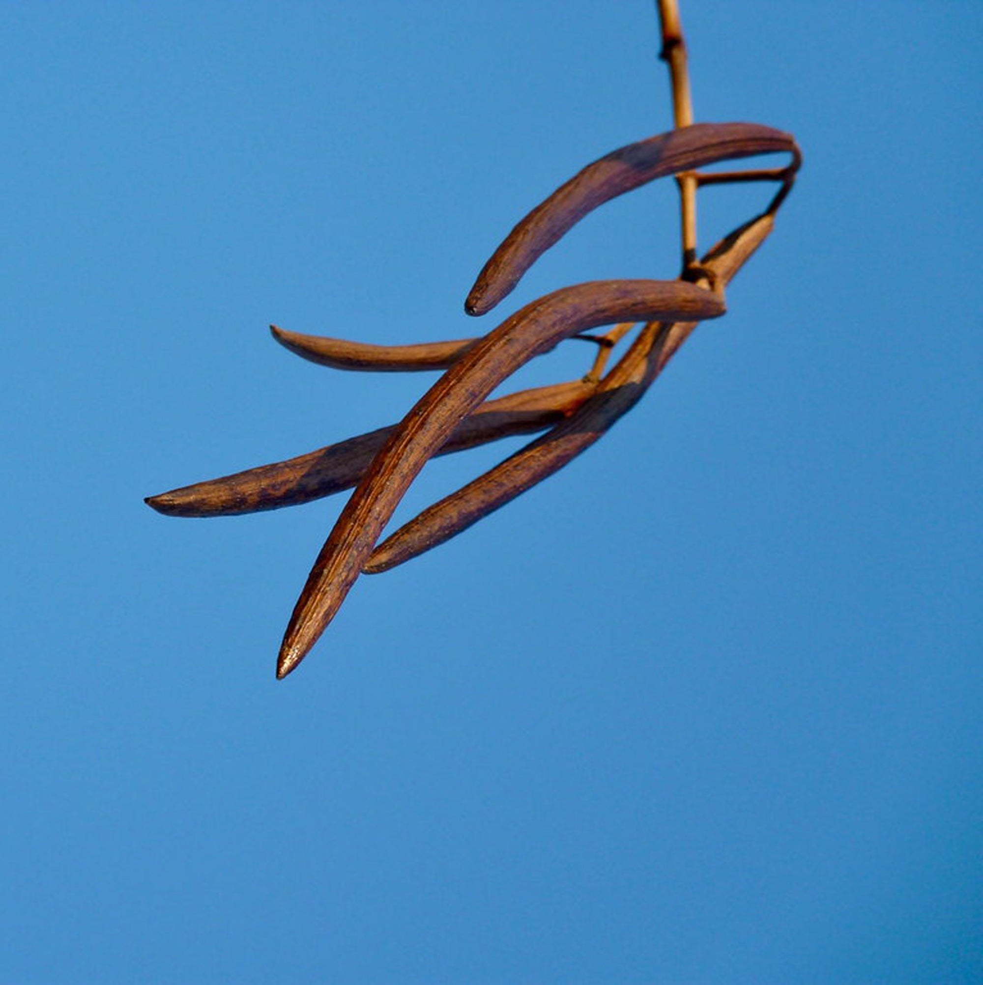 Catalpa Seed Back Scratcher